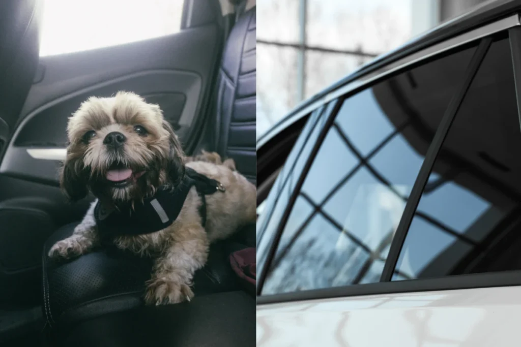 Hund i baksätet och tonad bakruta – solfilm skyddar det värdefulla i bilen